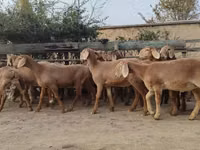 Schaf, Arashan sheep — Foto 6
