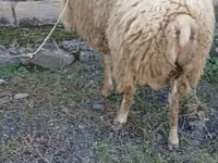 Ram, Sheep — photo 1