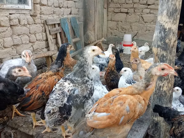 Chickens — Uzbekistan