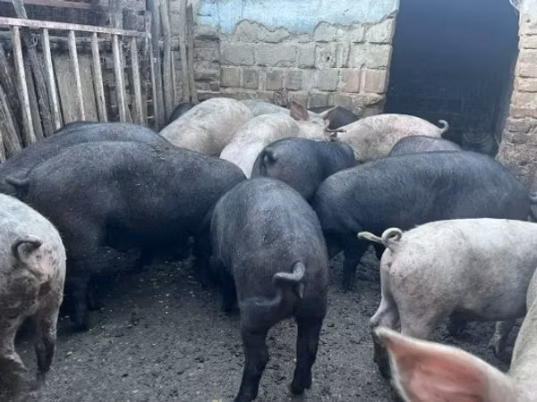 Kanec, Prasata — Maďarsko
