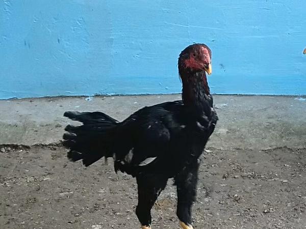 Chickens — جمهوری آذربایجان