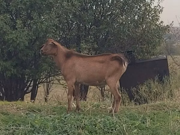 Billy Goat, Goats — Kazakhstan