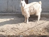 بز ماده, بز — عکس 4
