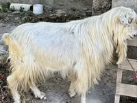 แพะตัวเมีย, Irish goat — รูปภาพ 2