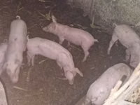 Boar, Pigs — photo 3