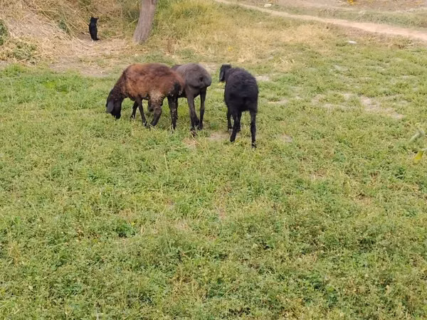 Sheep, Sheep