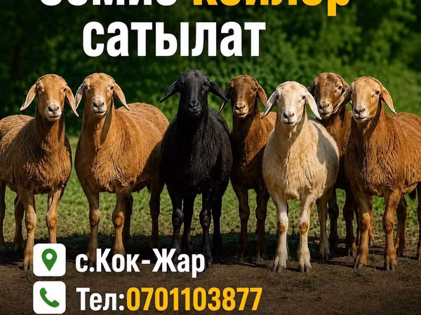 Carneiro, Hissar sheep — Quirguistão