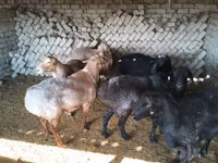 Ram, Sheep — photo 6