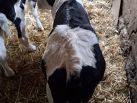 Bò đực, Russian Black pied cattle — ảnh 4