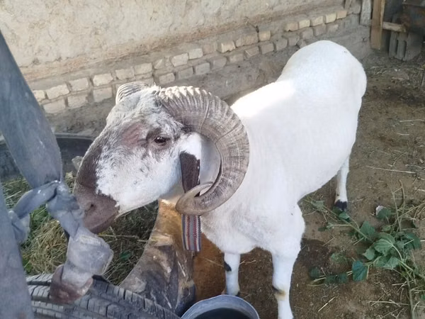 የጎትት አውራ በግ, Sheep — ኡዝቤኪስታን