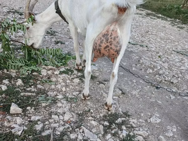 Goat, Saanen goat — Moldova