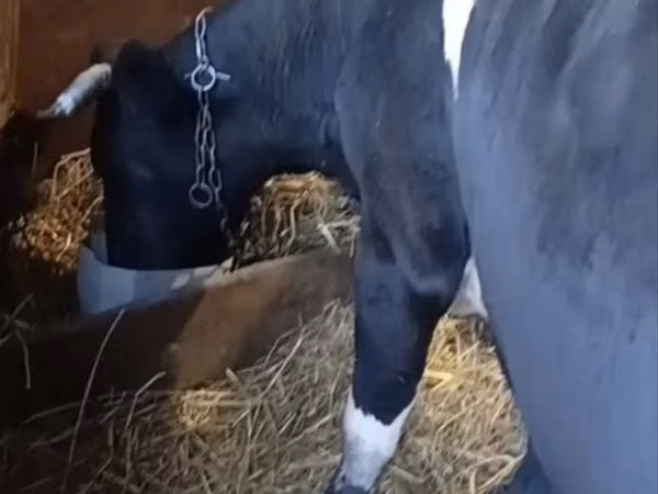 Cow, Cattle — Kazakhstan