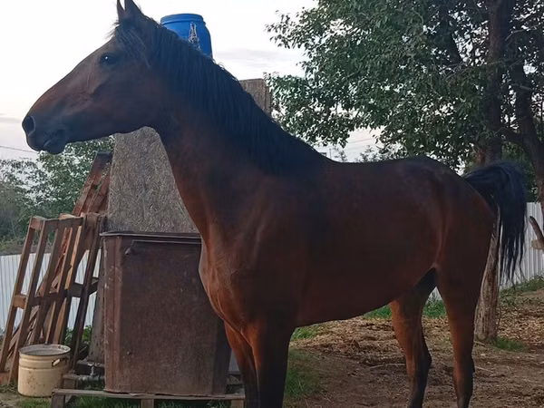 Mare, Horses — Kazakhstan