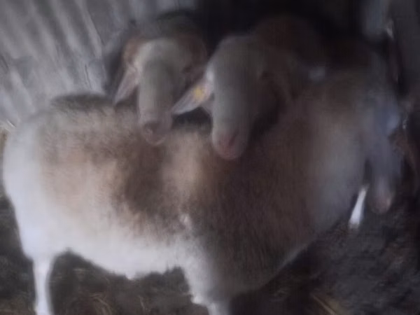 Ram, Assaf sheep — Moldova