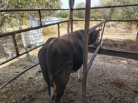 सांड, हेरफोर्ड — फ़ोटो 2