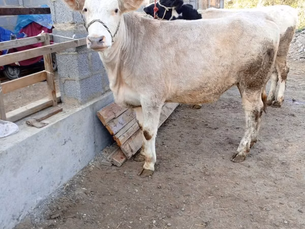گاو ماده, Simmental cattle