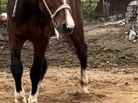 ঘোড়া, Arabian horse — ছবি 4