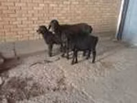 बकरी, Alpine goat — फ़ोटो 7