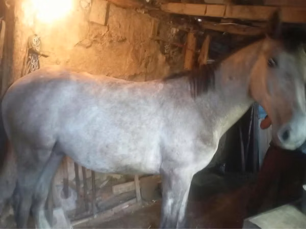 Horse (M), Horses — Kazakhstan