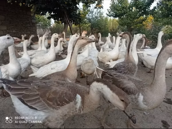Geese
