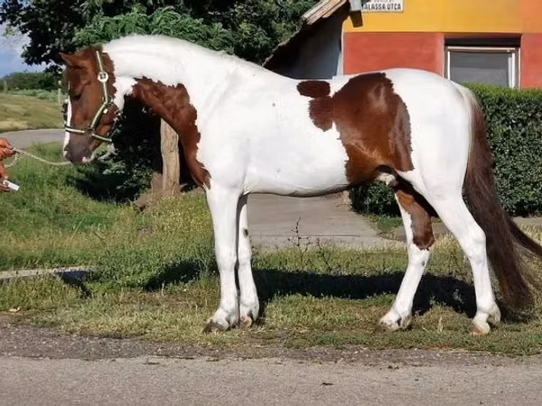 Horse (M), Horses — Hungary