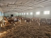 公牛, Simmental cattle — 照片 3