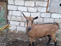 Echki, Italian Alpine goat — 1-rasm
