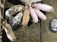 Boar, Pigs — photo 2