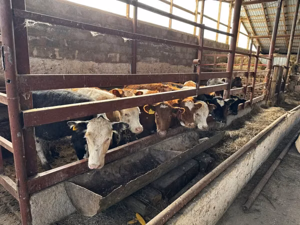 雄牛, Swiss cattle
