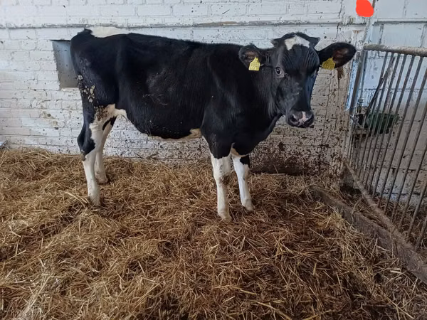 Cow, Russian Black pied cattle — Poland