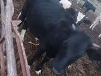 วัวตัวเมีย, Russian Black pied cattle — รูปภาพ 2