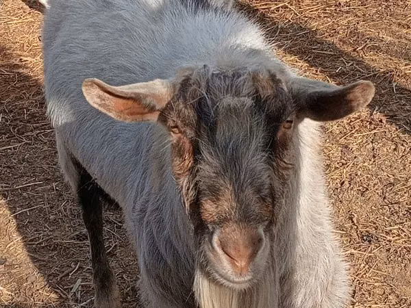 Buk, Saanen goat
