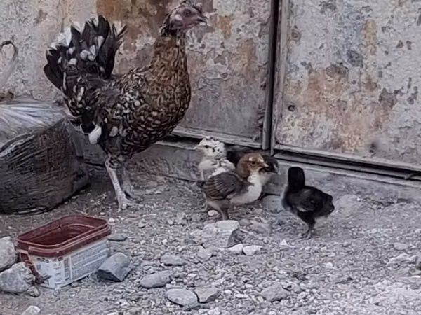 Chickens — Azerbaidjan