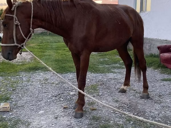 Horses (batch, sex not specified), Horses — Kazakhstan