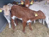 Tyre, Simmental cattle — foto 2