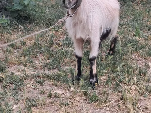 ፍየል, Goats
