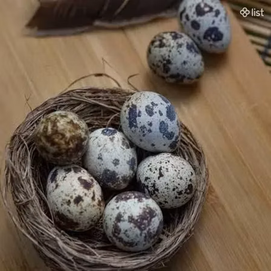 Լորի ինկուբացիոն ձու