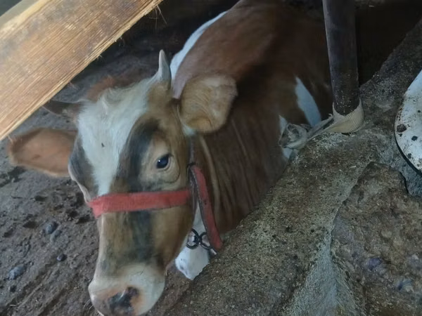 Cattle (batch, sex not specified), Simmental cattle — Uzbekistan