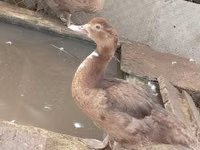 Ducks — 照片 2
