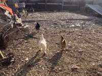 Chickens — sawirka 6