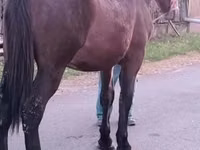 ፈረስ, Horses — ፎቶ 1