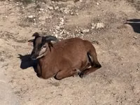 Ram, Cameroon sheep — photo 2