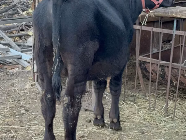 Bull, Aberdeen-Angus