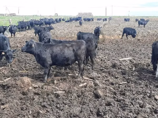Cow, Aberdeen-Angus — Russia