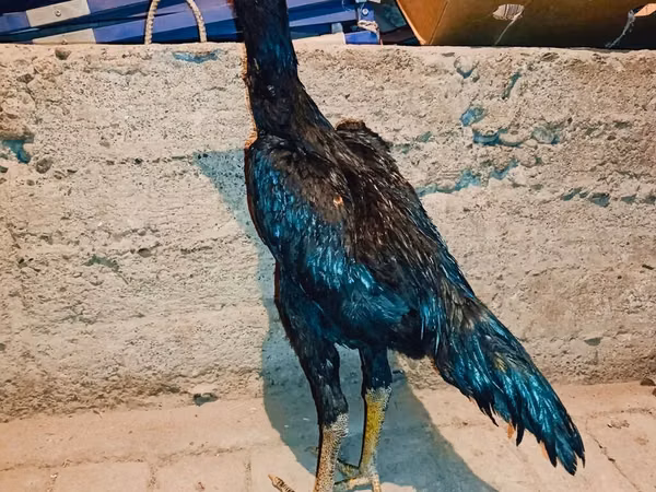 Chickens — Kyrgyzstan
