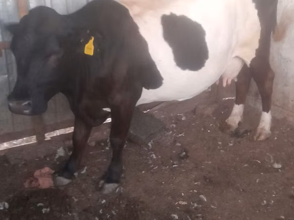 Cow, Latvian Blue cattle — Kazakhstan