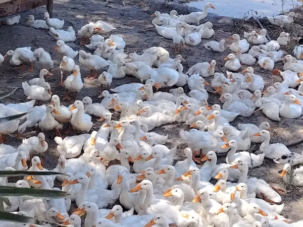 Ducks — Azerbaijan