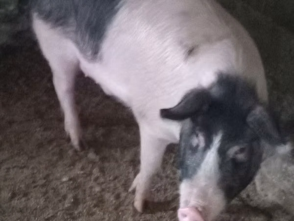 Boar, Pigs — Moldova