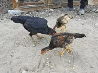Chickens — լուսանկար 1