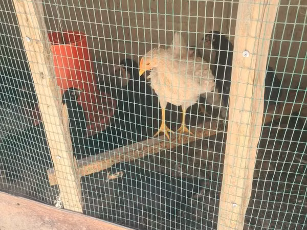 Chickens — Uzbekistan